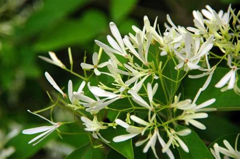 夜來香植物|夜来香（夹竹桃科夜来香属植物）